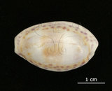 中文名:中華寶螺(002629-00038)學名:Cypraea chinensis Gmelin, 1791(002629-00038)