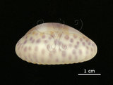 中文名:中華寶螺(002724-00013)學名:Cypraea chinensis Gmelin, 1791(002724-00013)