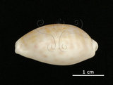 中文名:中華寶螺(004800-00076)學名:Cypraea chinensis Gmelin, 1791(004800-00076)