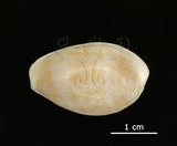 中文名:中華寶螺(004800-00076)學名:Cypraea chinensis Gmelin, 1791(004800-00076)