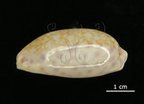 中文名:中華寶螺(005814-00035)學名:Cypraea chinensis Gmelin, 1791(005814-00035)