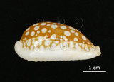 中文名:花鹿寶螺(005814-00022)學名:Cypraea cribraria Linnaeus, 1758(005814-00022)