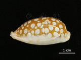 中文名:花鹿寶螺(005814-00022)學名:Cypraea cribraria Linnaeus, 1758(005814-00022)