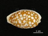 中文名:花鹿寶螺(005814-00022)學名:Cypraea cribraria Linnaeus, 1758(005814-00022)