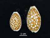 中文名:花鹿寶螺(005814-00022)學名:Cypraea cribraria Linnaeus, 1758(005814-00022)