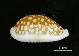 中文名:花鹿寶螺(005814-00074)學名:Cypraea cribraria Linnaeus, 1758(005814-00074)