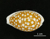 中文名:花鹿寶螺(005814-00074)學名:Cypraea cribraria Linnaeus, 1758(005814-00074)