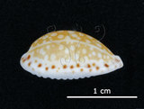 中文名:花鹿寶螺(005848-00029)學名:Cypraea cribraria Linnaeus, 1758(005848-00029)