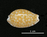 中文名:花鹿寶螺(005848-00029)學名:Cypraea cribraria Linnaeus, 1758(005848-00029)