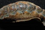 中文名:長形銼石鱉(005088-00150)學名:Stenoplax alata (Sowerby, 1841)(005088-00150)