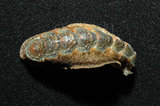 中文名:長形銼石鱉(005088-00150)學名:Stenoplax alata (Sowerby, 1841)(005088-00150)