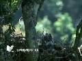 熊鷹-公鳥叼食物回巢