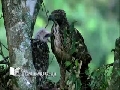熊鷹-成鳥餵食002