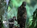 熊鷹-成鳥餵食003