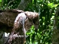 熊鷹-成鳥餵食006