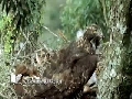 熊鷹-成鳥餵食010