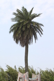 名稱:上槺榔槺榔樹