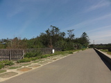 名稱:永興、永安及笨港村沿海防風林