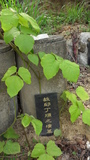 Tombstone of a person named Y. This tombstone has been found at Taiwan, Gaoxiongxian, Meinongzhen, east of village, 9th public graveyard. The tombstone-ID is 20264; uYvmӸObxWAA@AFAEӶC