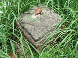 Tombstone of unnamed person at Taiwan, Tainanshi, Nanqu, Xishu, highway 17 along the sea. The tombstone-ID is 737. ; xWAxnAnϡA߾Ax17خALW󤧹ӸO