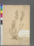 Eragrostis minor H...