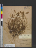 Eragrostis cylindrica (Roxb.) Nees ex Hook. & Arn. uJeܯ