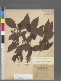 Cotoneaster bullatus Bois 泡葉栒子
