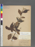Pourthiaea beauverdiana (Schneider) Hatusima var. notabilis (Rehder & Wilson) Hatusima 臺灣老葉兒樹