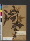 Rubus corchorifolius L. f. 變葉懸鉤子