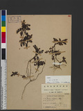 Rubus taiwanicolus Koidz. & Ohwi OW