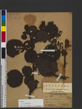 Rubus wallichianus Wight & Arnott 鬼懸鉤子