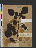 Rubus wallichianus Wight & Arnott a_l