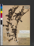 Rubus pungens Camb. var. oldhamii (Miq.) Maxim. 毛刺懸鉤子