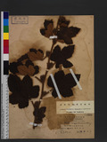 Rubus reflexus Ker Gawl. var. hui (Diels ex Hu) F. P. Metcalf 淺裂?毛莓
