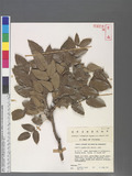 Mahonia aquifolium (Pursh.) Nutt.