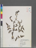 Rubus croceacanthus H. Le'vl 虎婆刺