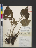 Asarum villisepalum C. T. Lu & J. C. Wang