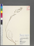 Eragrostis brownii (Kunth) Nees eܯ