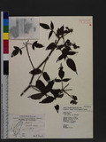 Rubus croceacanthus H. Le'vl 虎婆刺