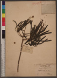 Leucaena glauca (L.) Benth. ȦXw