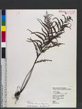 Tapeinidium biserratum (Blume) Alderw. GйF俹