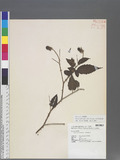 Rubus piptopetalus Hayata ex Koidzumi C