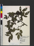 Rubus fraxinifolius Poir. Na_l