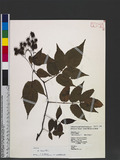 Rubus fraxinifolius Poir. Na_l