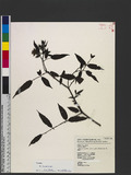 Rubus linearifoliolus Hayata a_l