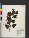 Rubus formosensis Ktze. 臺灣懸鉤子