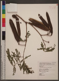 Leucaena leucocephala (Lam.) de Wit. ȦXw