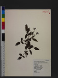 Rubus croceacanthus H. Levl C