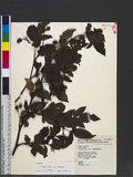 Rubus fraxinifolius Poir. var. kotoensis (Hayata) Koidz. Na_l