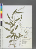 Oplismenus hirtellus (L.) P. Beauv. D̯